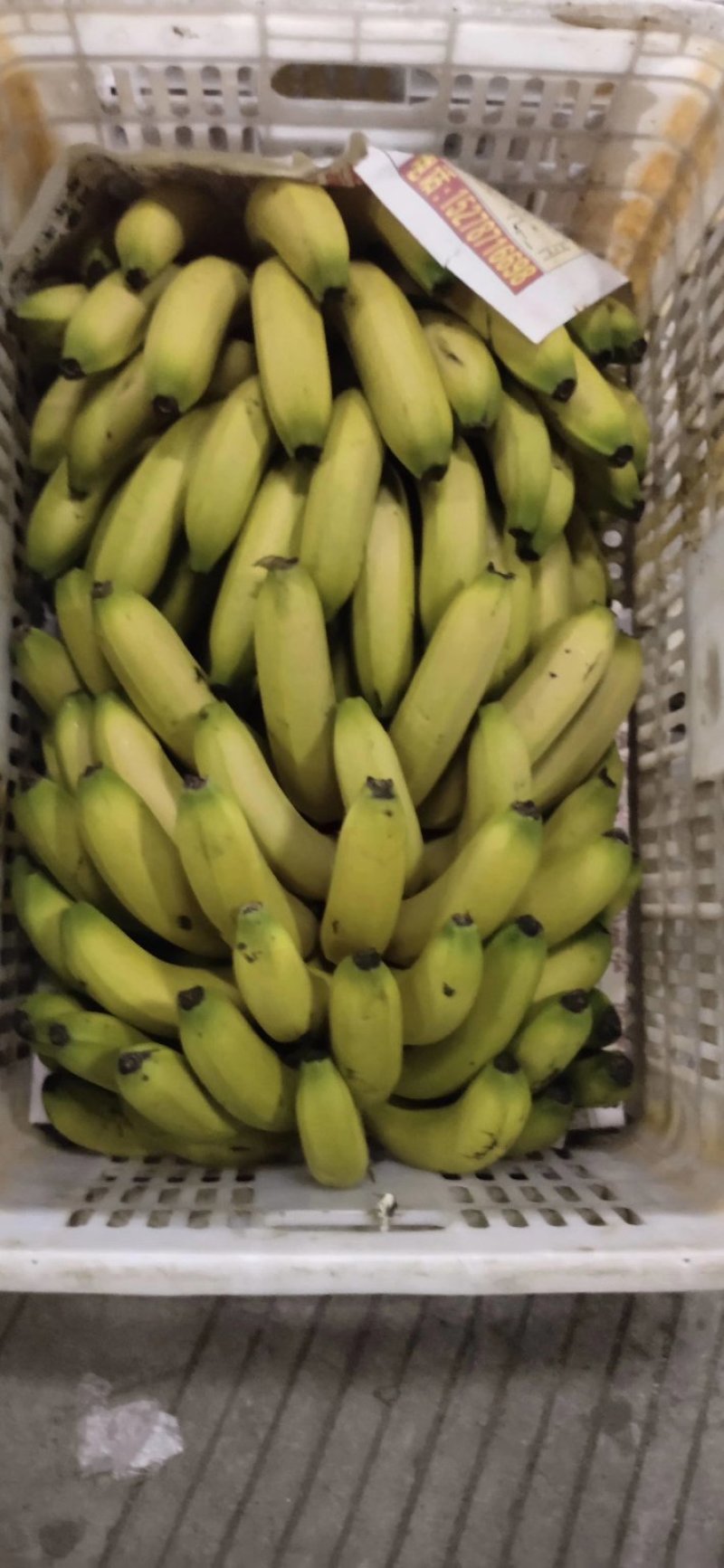 广东海南徐闻香蕉大量上市巴蕉香蕉春蕉大量上市