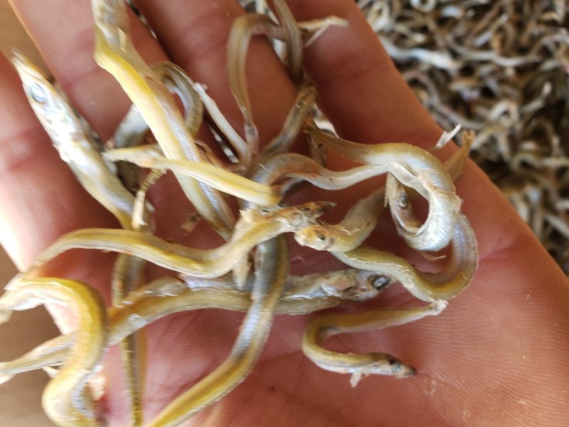 精品小条银针鱼干，干度好，不咸，食品级，价格美丽质量靠谱