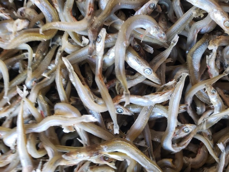 精品小条银针鱼干，干度好，不咸，食品级，价格美丽质量靠谱