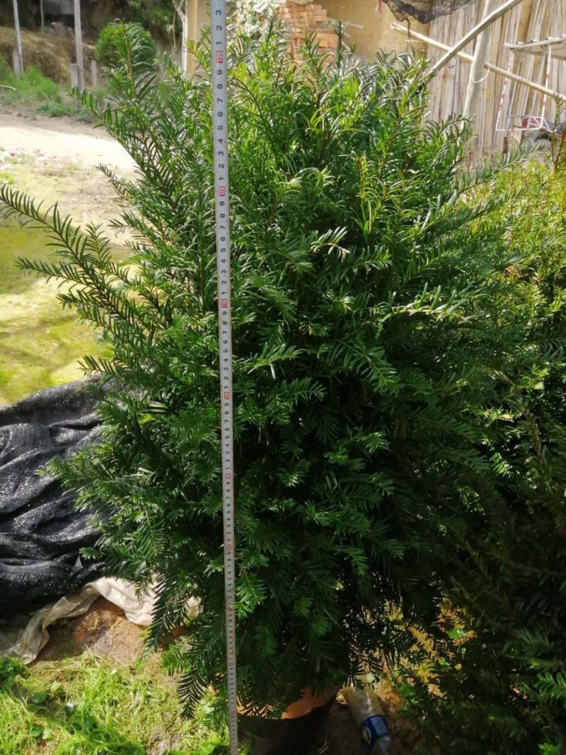 基地直销批发老盆红豆杉