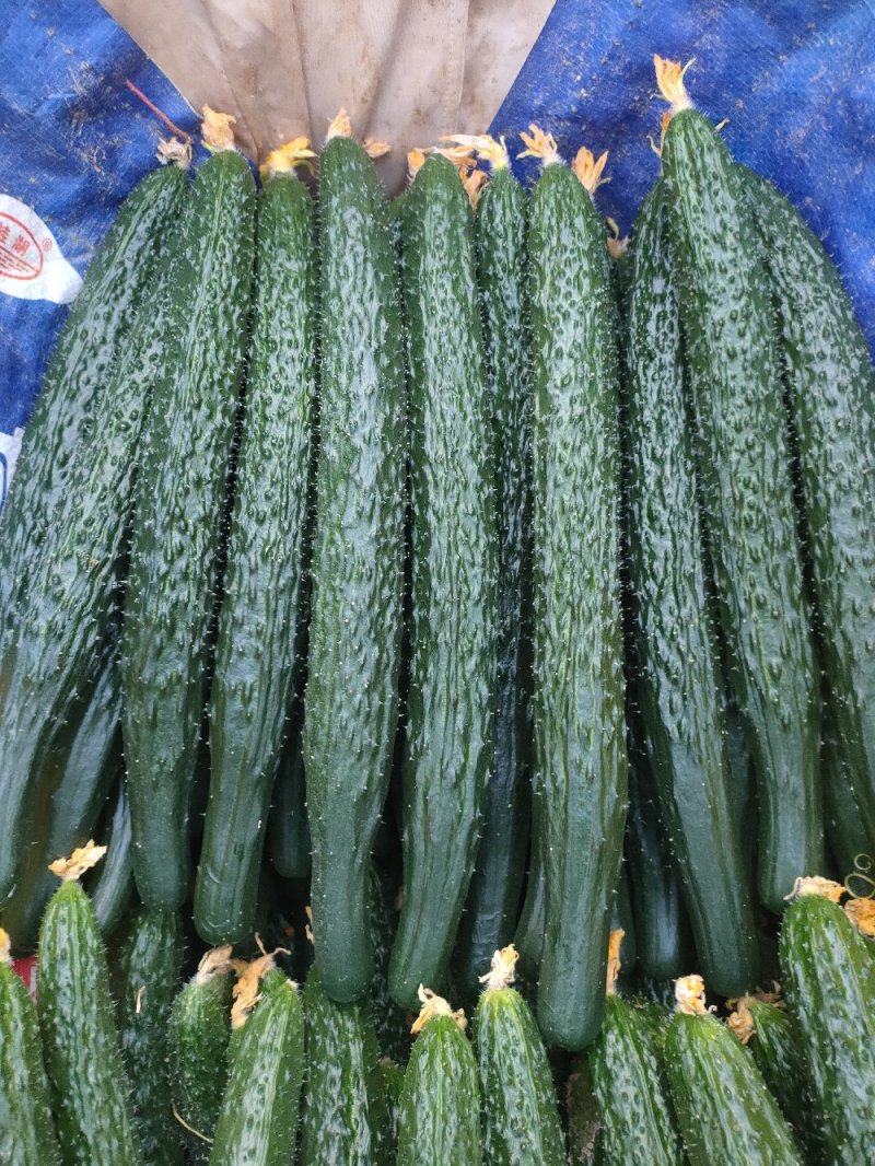 嫁接油黄瓜，密刺黄瓜。干花带刺，鲜花带刺30/40cm