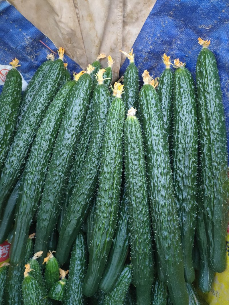 夏邑鲜黄瓜。嫁接亮条瓜。鲜花带/干花带刺刺绿肉基地直供
