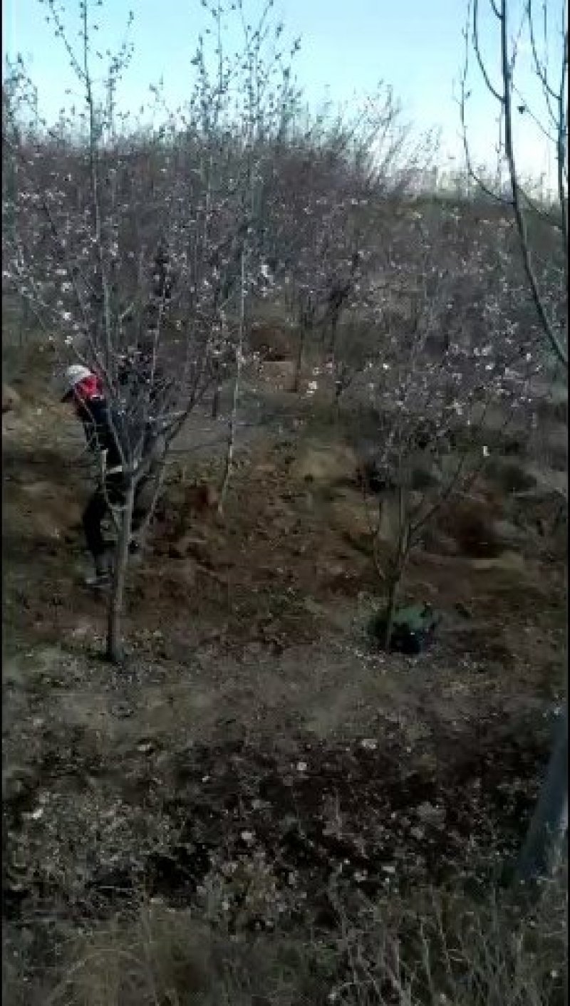 山杏，杏树，绿化苗木