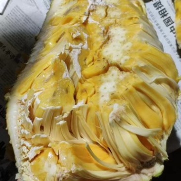 高州木菠萝