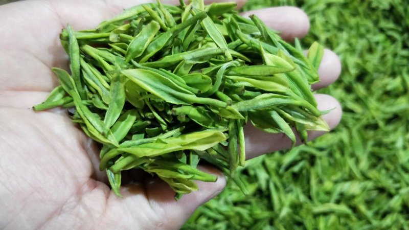 安吉白茶