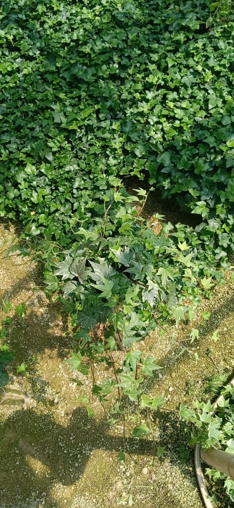 精品140营养杯常春藤福建基地自产自销