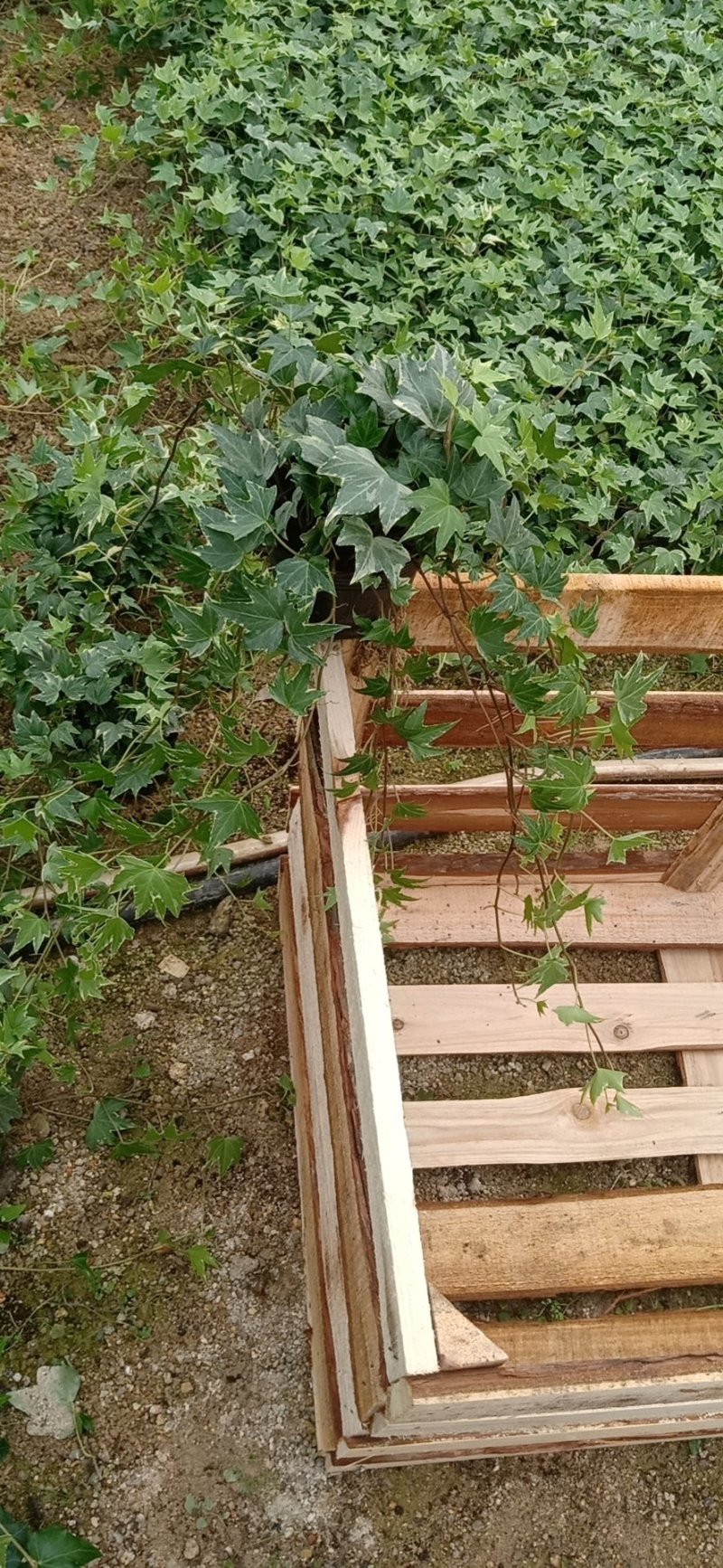 精品140营养杯常春藤福建基地自产自销