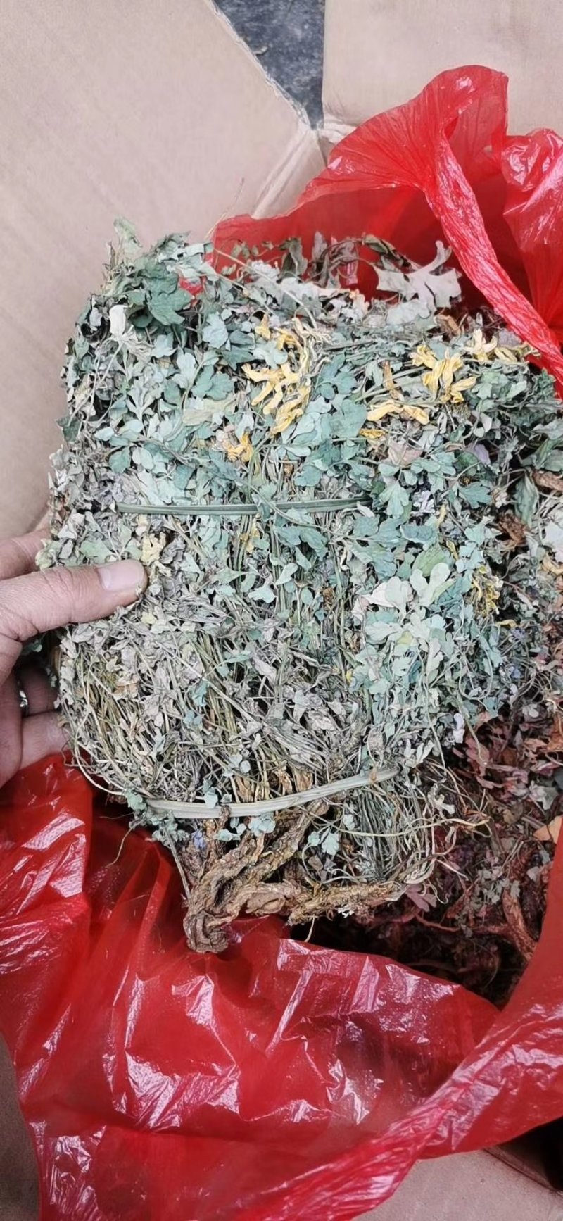 岩黄连500g新鲜干货无硫广西山里采摘散装