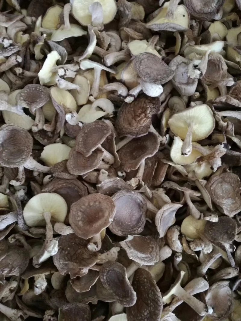 椴木香菌香菇，蘑菇