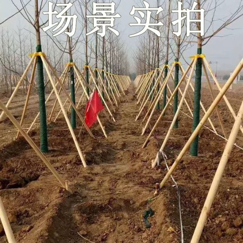 【热卖中】园林绿化树支撑杆，杉木杆，杨木杆，松木杆，常年供应