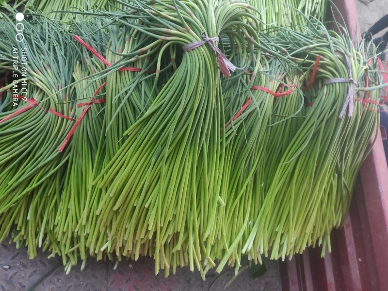 红帽蒜苔金乡蒜薹代收代存常年供应产地直发大量现货