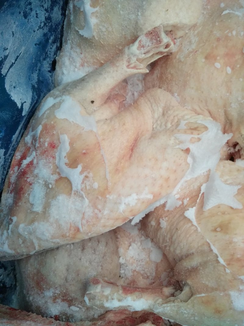 新鲜冷冻樱桃谷西装鸭是饭店，餐厅食堂之佳品，价格美丽