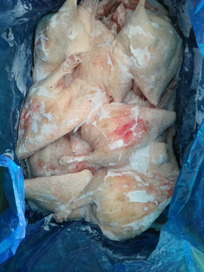 新鲜冷冻樱桃谷西装鸭是饭店，餐厅食堂之佳品，价格美丽