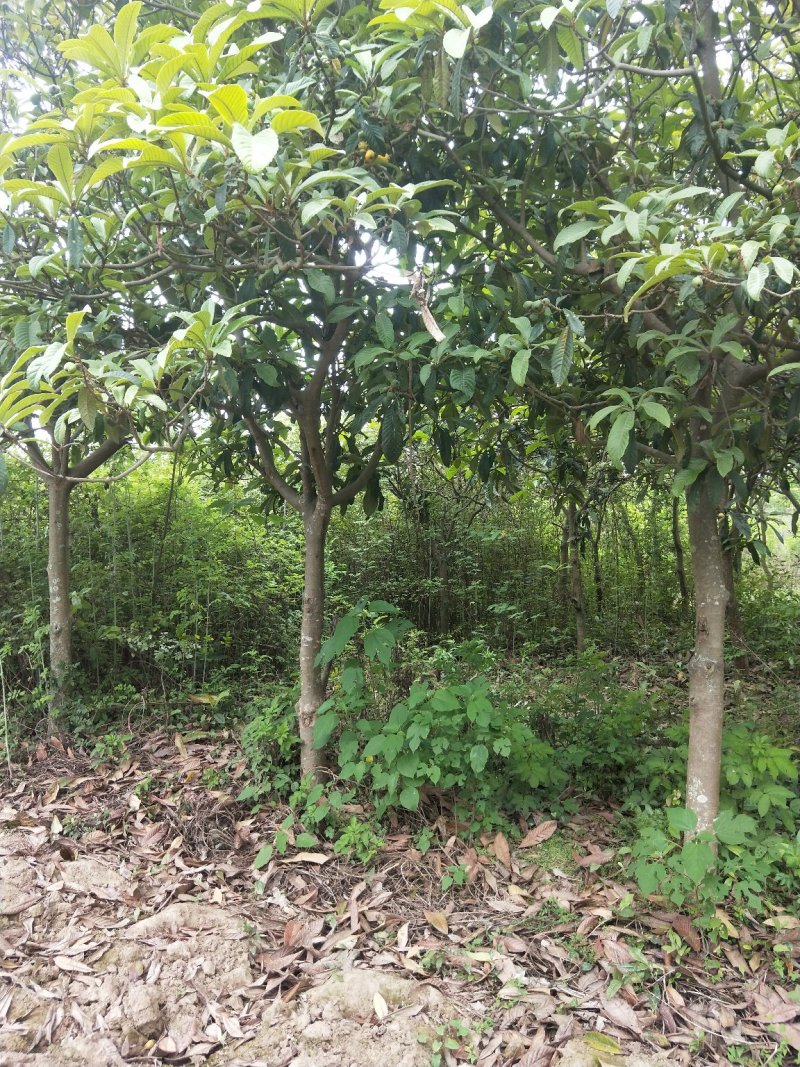 枇杷树