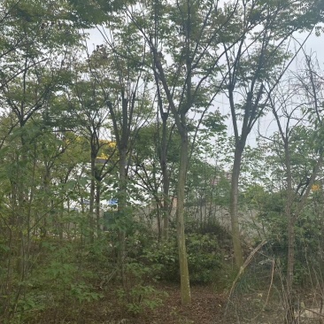 楠木