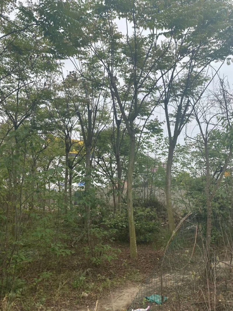 楠木