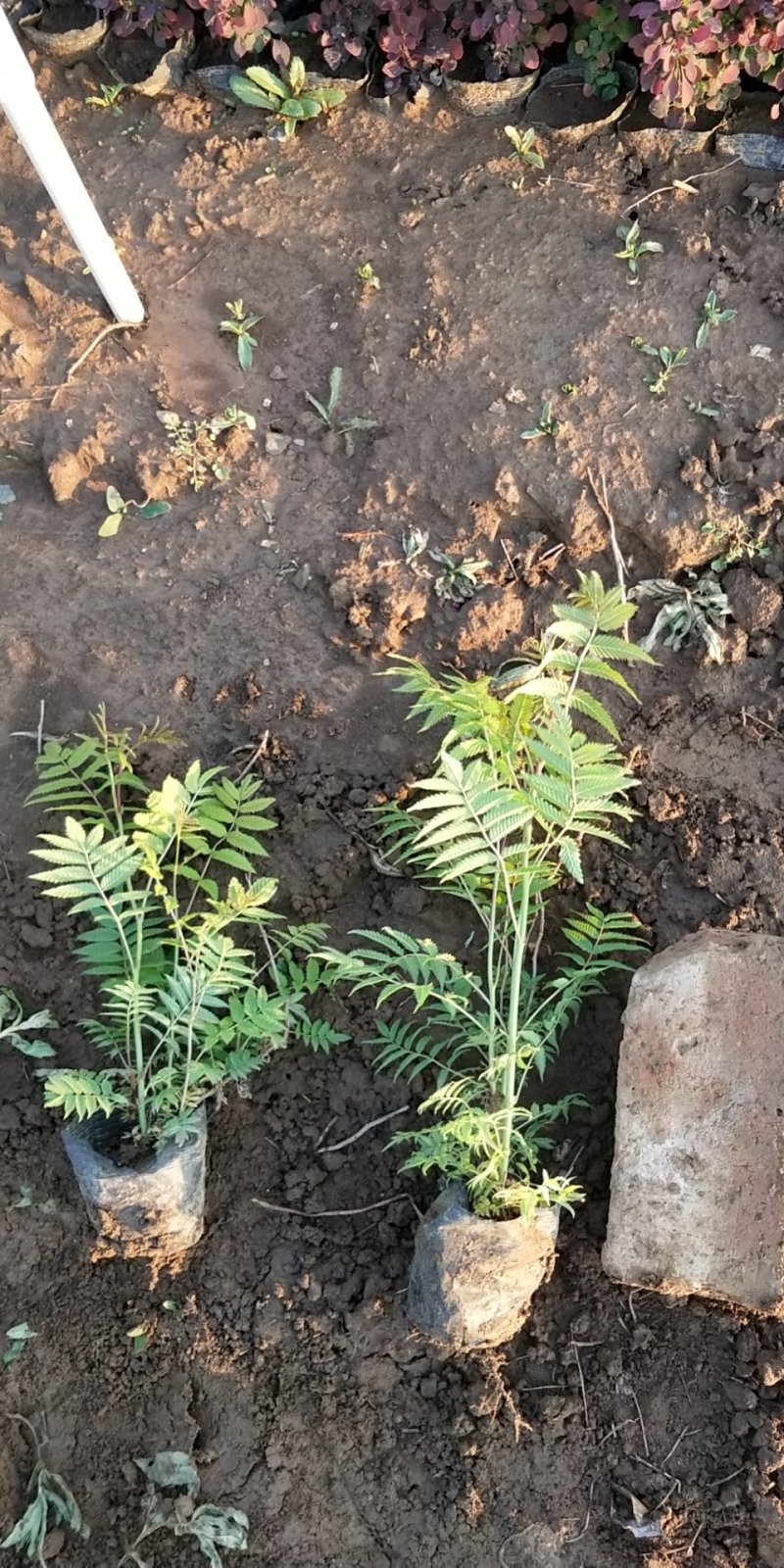 绿化苗木上盆珍珠梅，，，