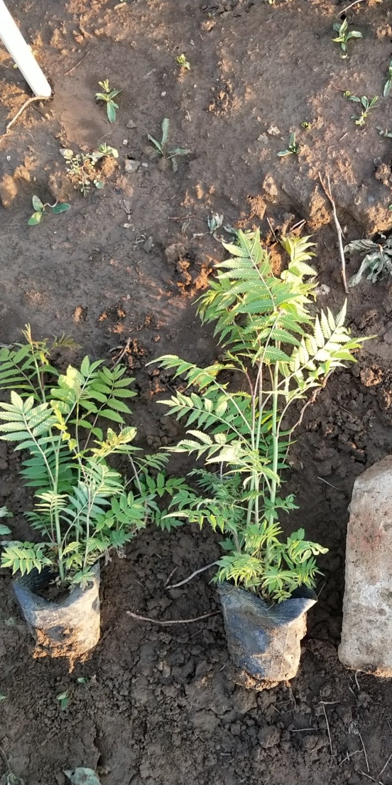 绿化苗木上盆珍珠梅，，，