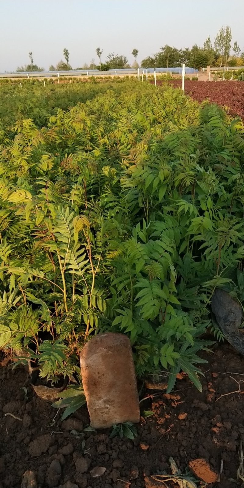 绿化苗木上盆珍珠梅，，，