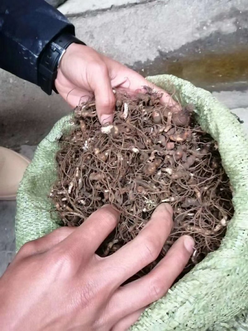 大量出售重楼块茎，华重楼块茎。需要的联系我！