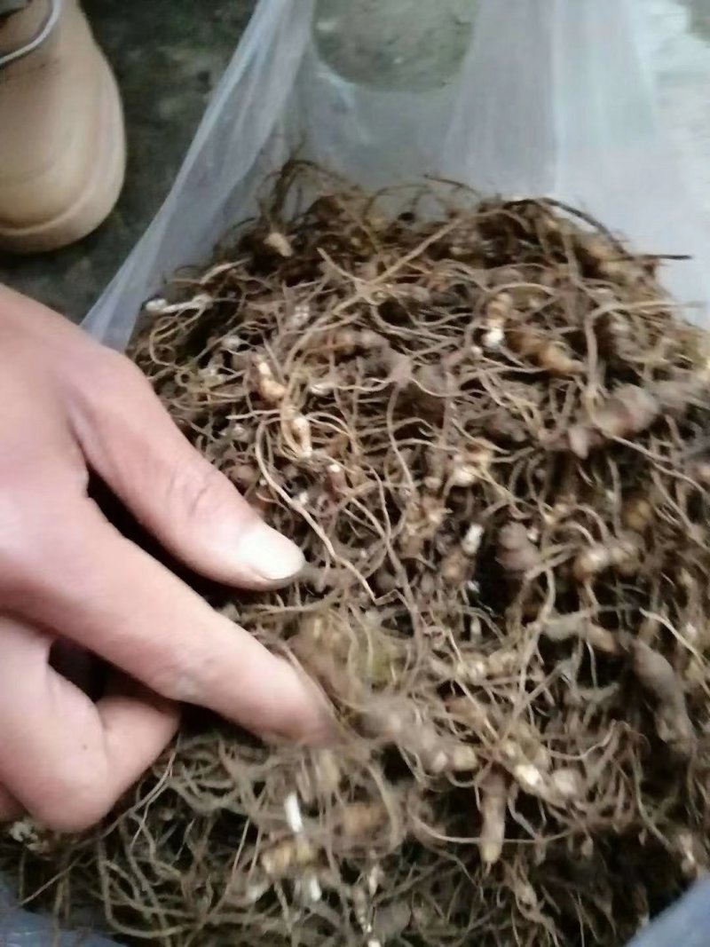 大量出售重楼块茎，华重楼块茎。需要的联系我！