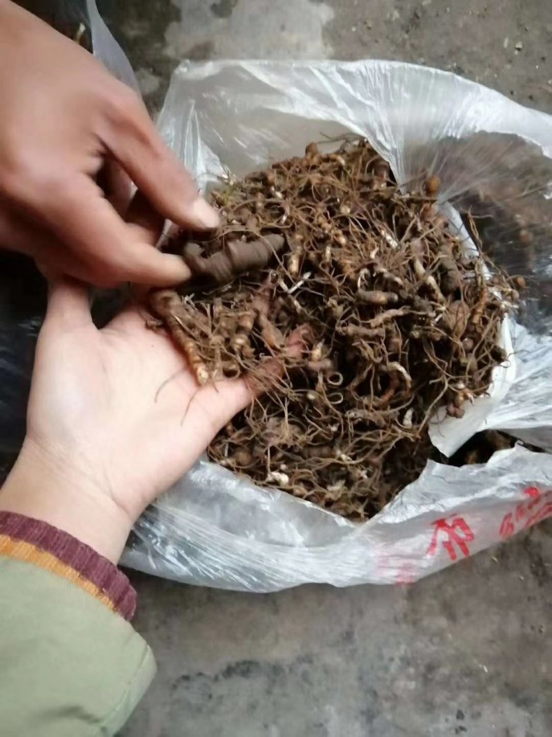 大量出售重楼块茎，华重楼块茎。需要的联系我！
