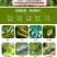巧妙甲维盐蓟马药水稻卷叶螟豆青虫钻心虫豆角果树蓟马杀虫剂