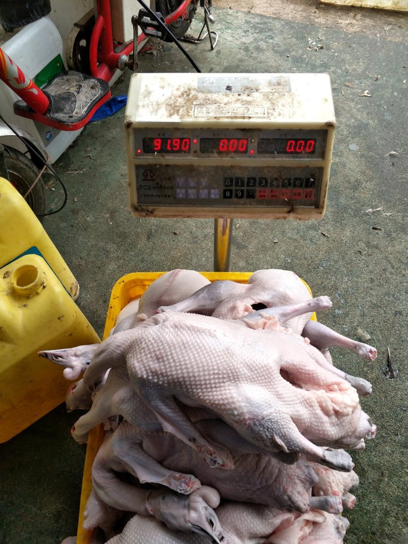 肉鹅广东正宗黑棕鹅光鹅棚鹅草鹅冰冻鹅