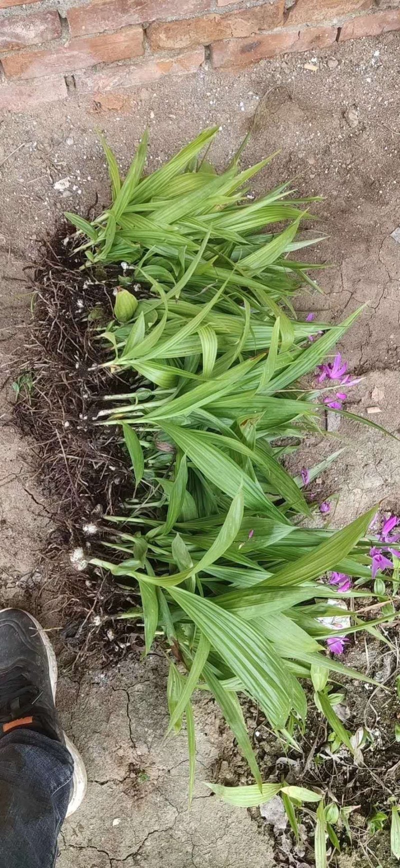 白芨种苗，白芨苗子，白芨苗，紫花大白及，三叉紫花白芨！