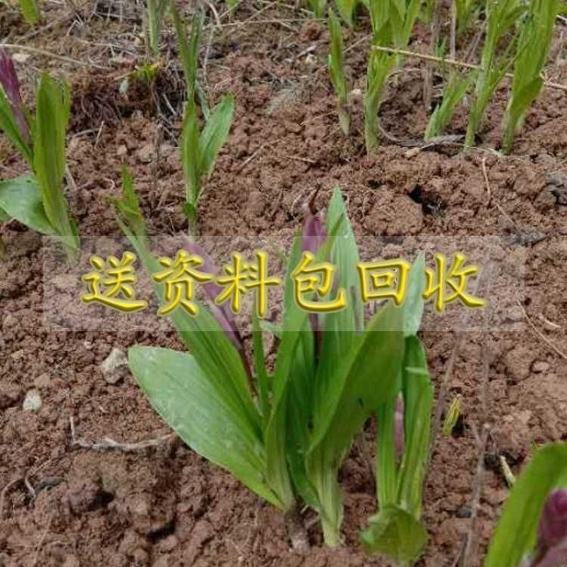 白芨种苗，白芨苗子，白芨苗，紫花大白及，三叉紫花白芨！