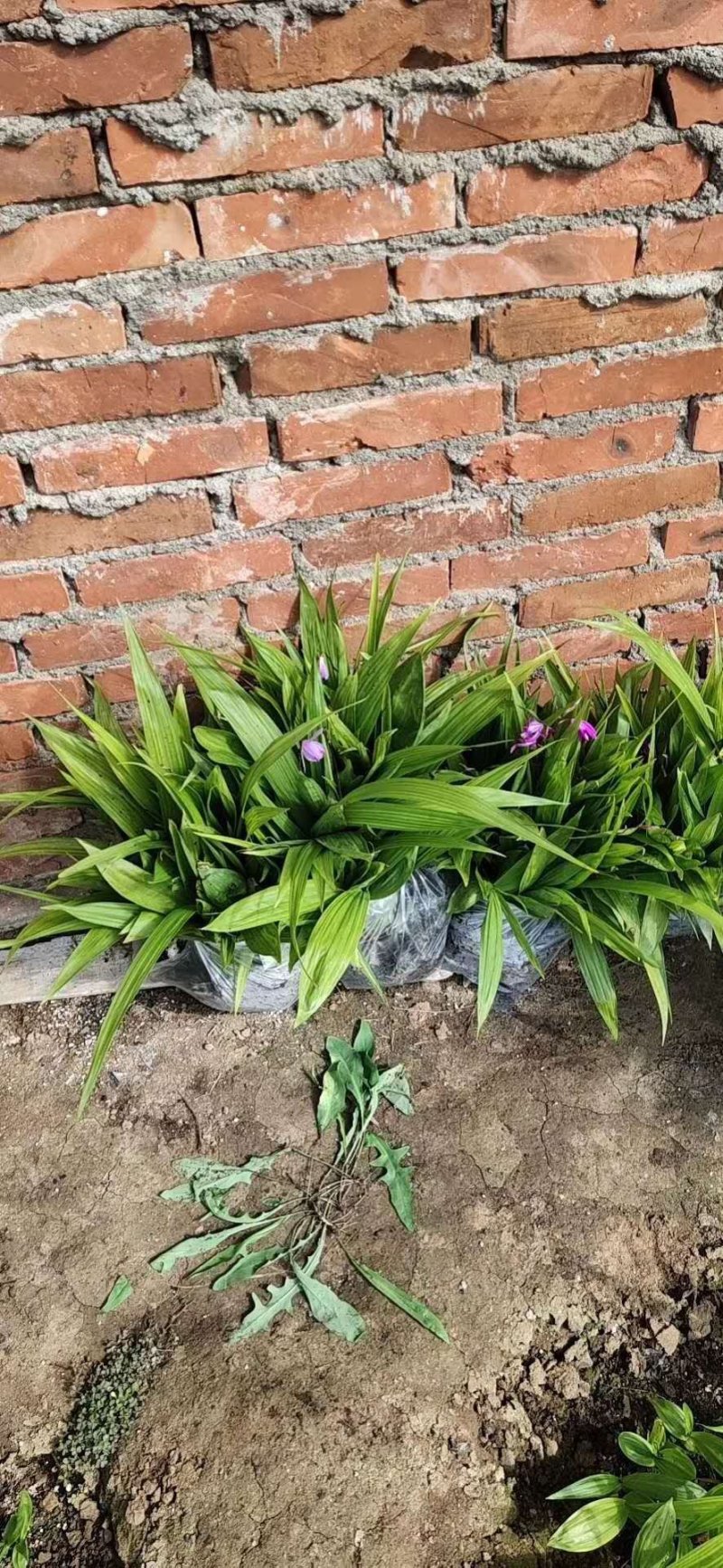 白芨种苗，白芨苗子，白芨苗，紫花大白及，三叉紫花白芨！