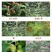 虎极2甲4氯二甲胺盐53%小麦水稻等莎草除草剂混草甘磷