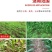 虎极2甲4氯二甲胺盐53%小麦水稻等莎草除草剂混草甘磷