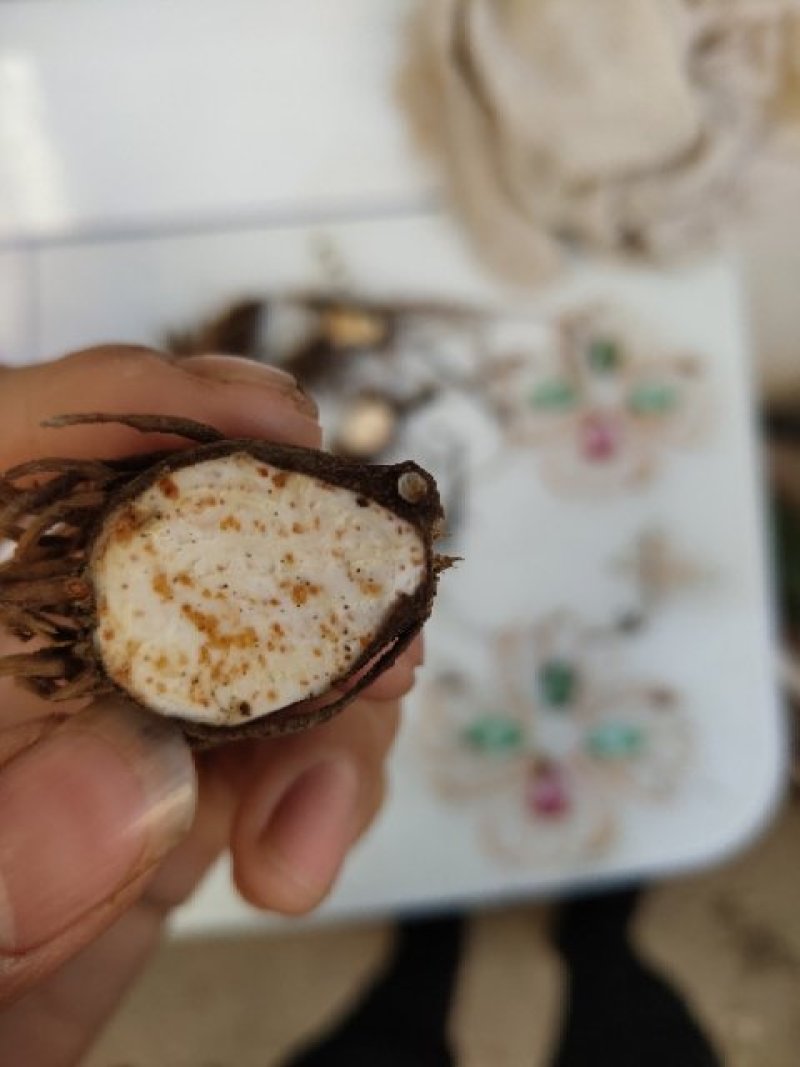 苍术种子北苍术朱砂点关苍术免费技术指导