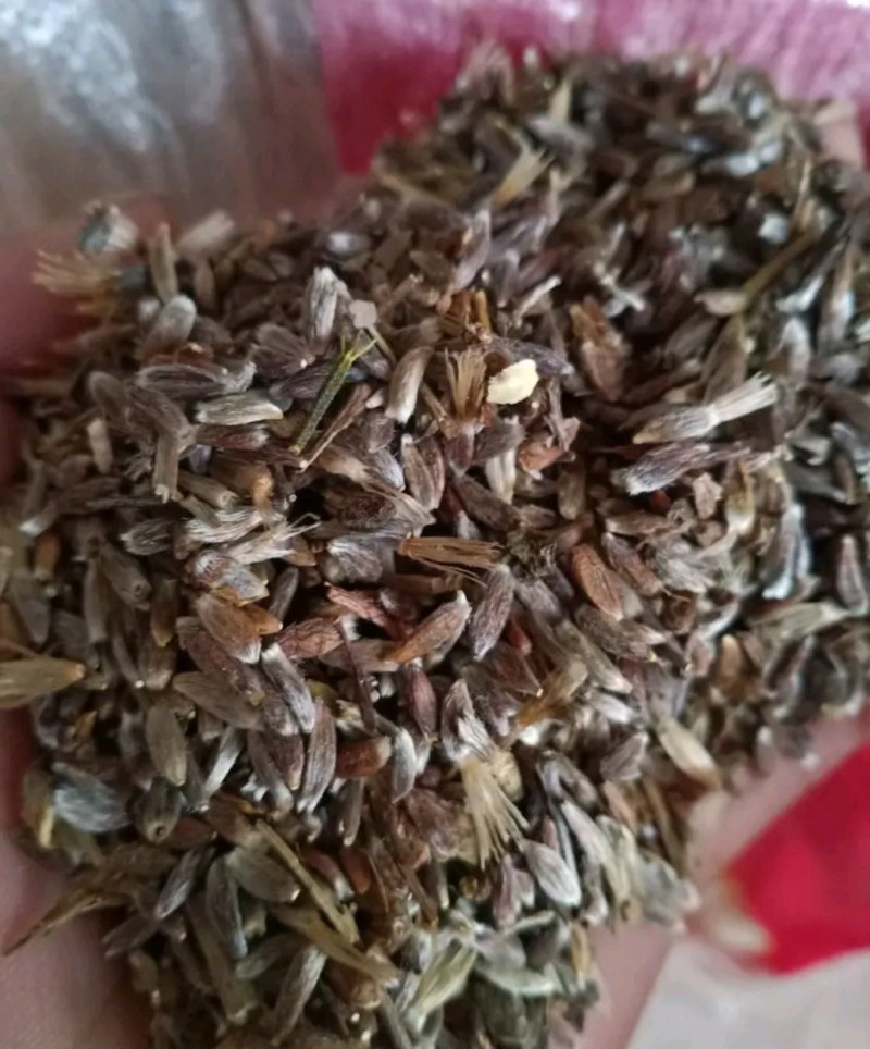 苍术种子北苍术朱砂点关苍术免费技术指导