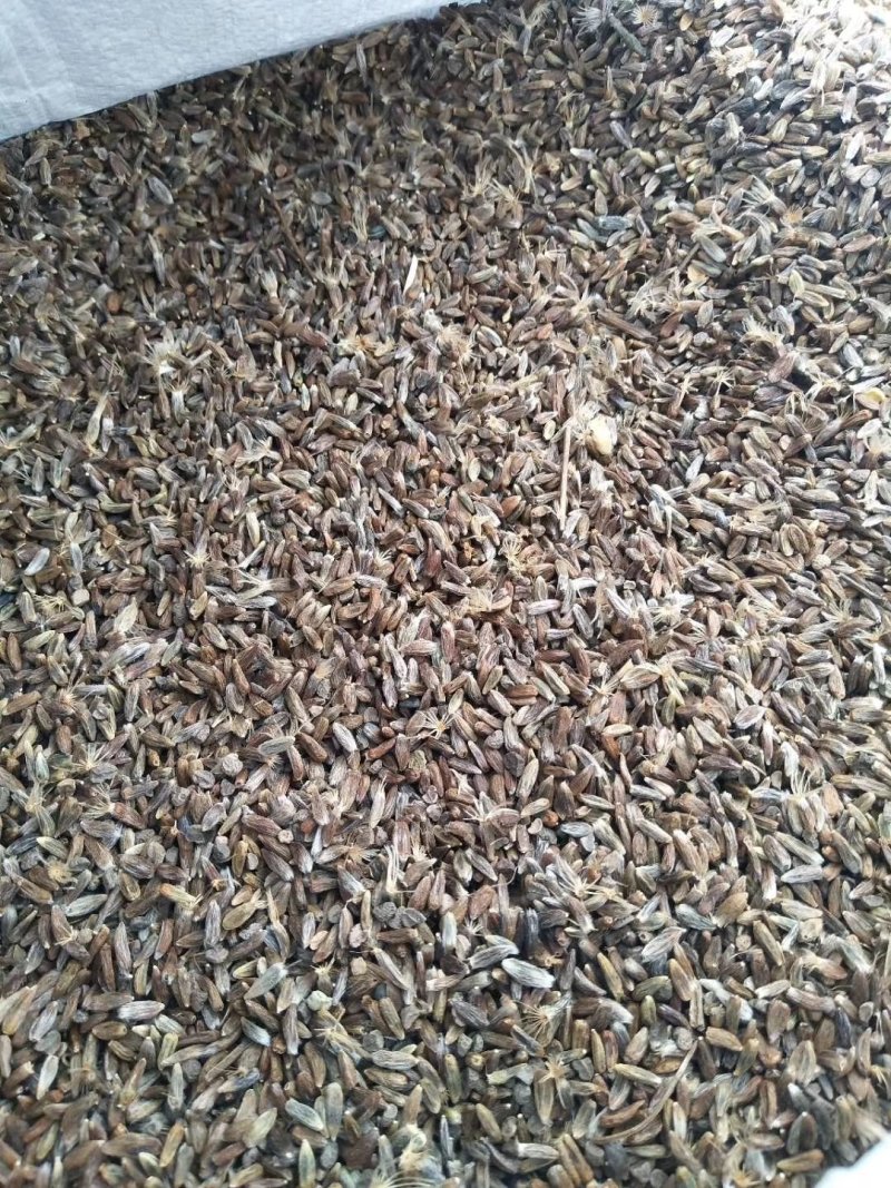 苍术种子北苍术朱砂点关苍术免费技术指导