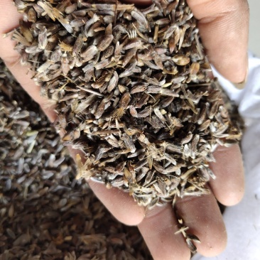 苍术种子北苍术朱砂点关苍术免费技术指导