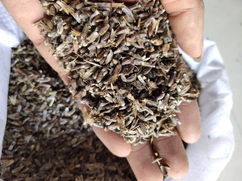苍术种子北苍术朱砂点关苍术免费技术指导