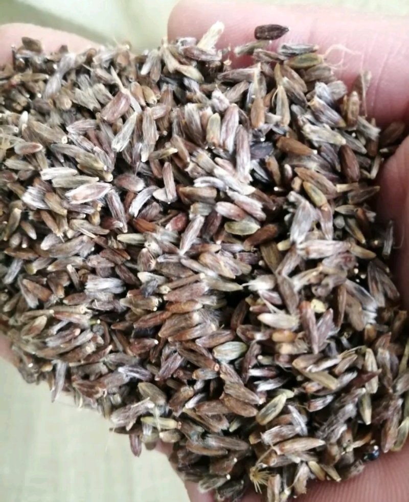 苍术种子北苍术朱砂点关苍术免费技术指导