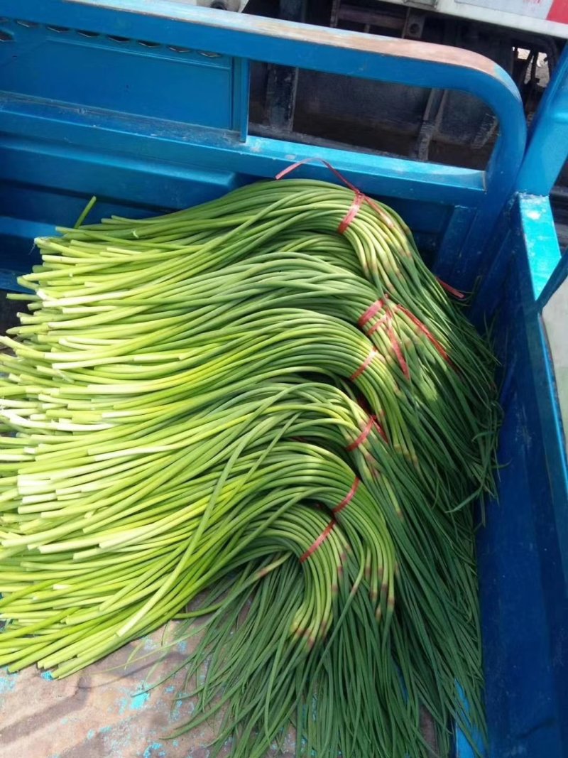 金乡太空蒜苔大量上市，糖分高，价格优