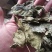 薄荷叶一斤包邮不要运费
