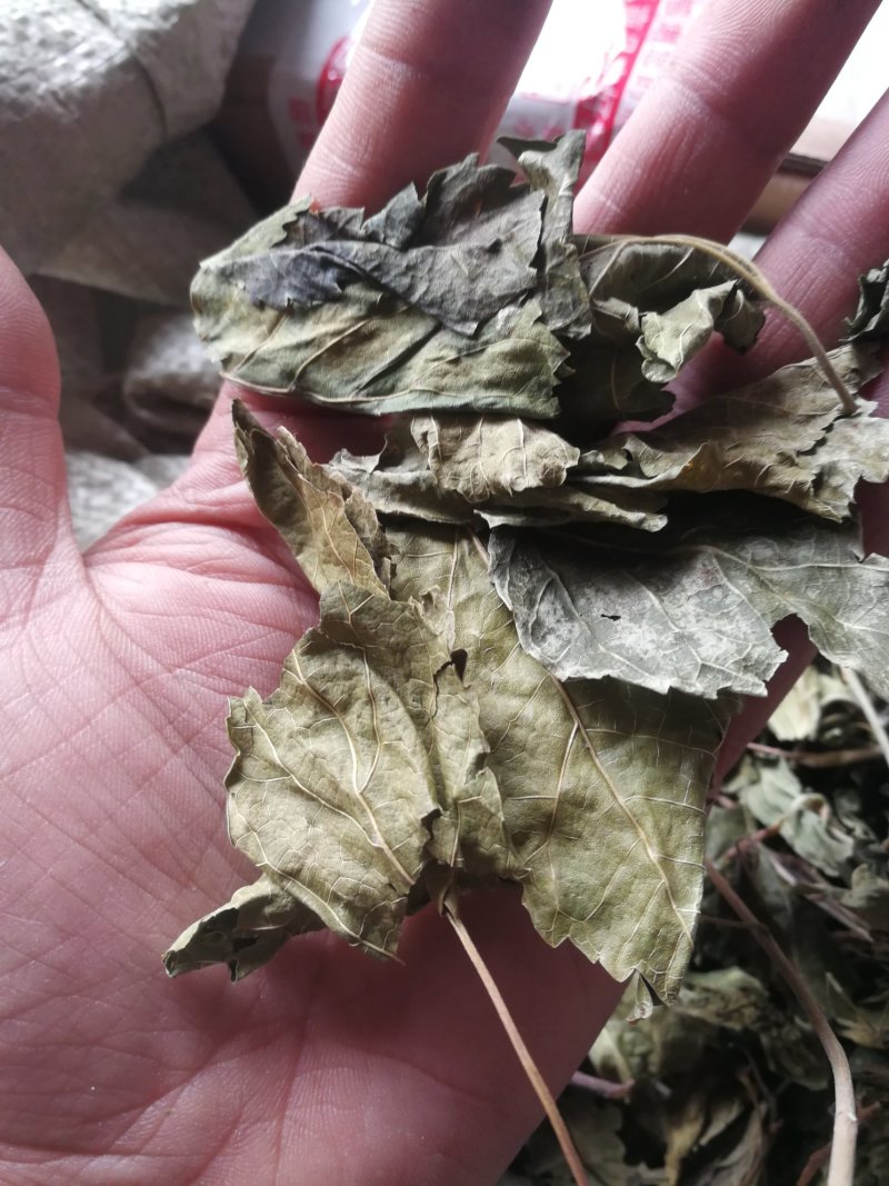 薄荷叶一斤包邮不要运费