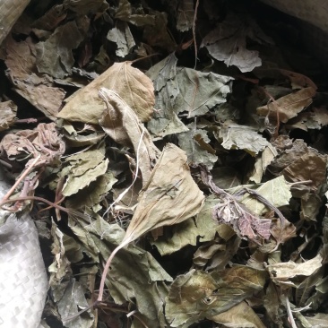 薄荷叶一斤包邮不要运费