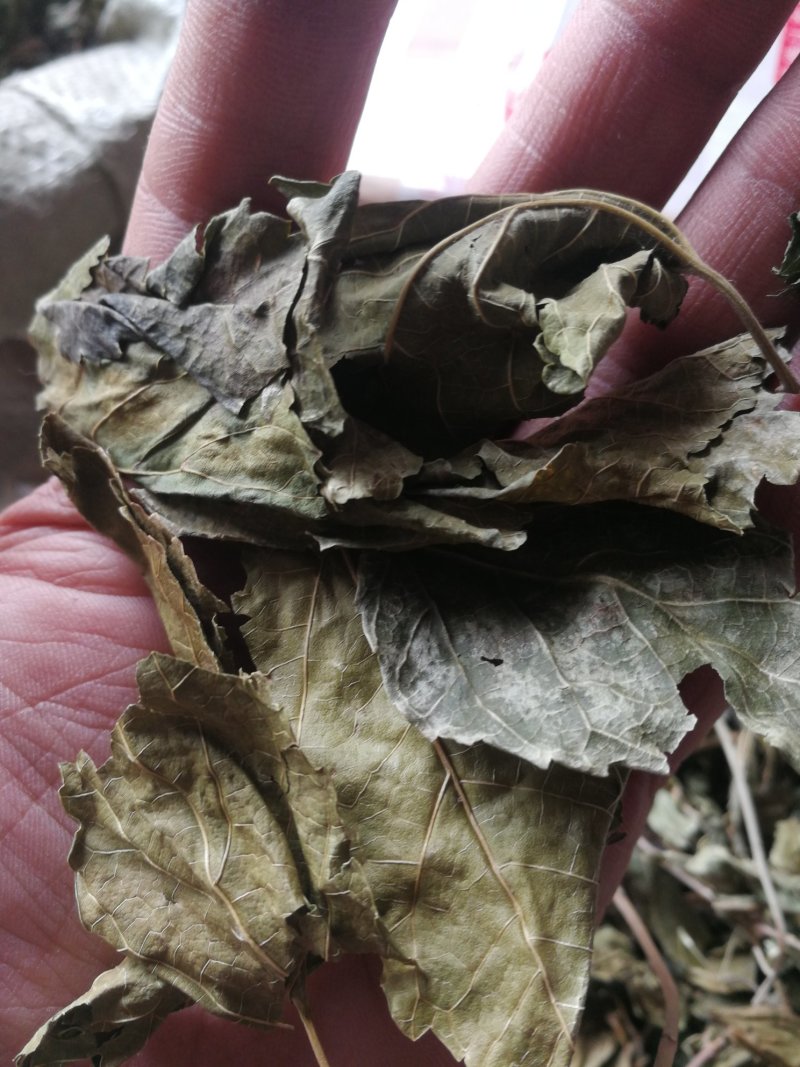 薄荷叶一斤包邮不要运费
