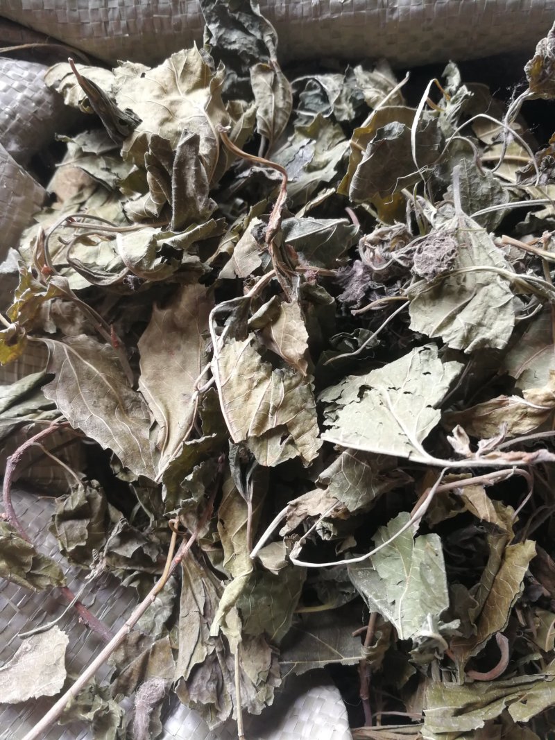 薄荷叶一斤包邮不要运费
