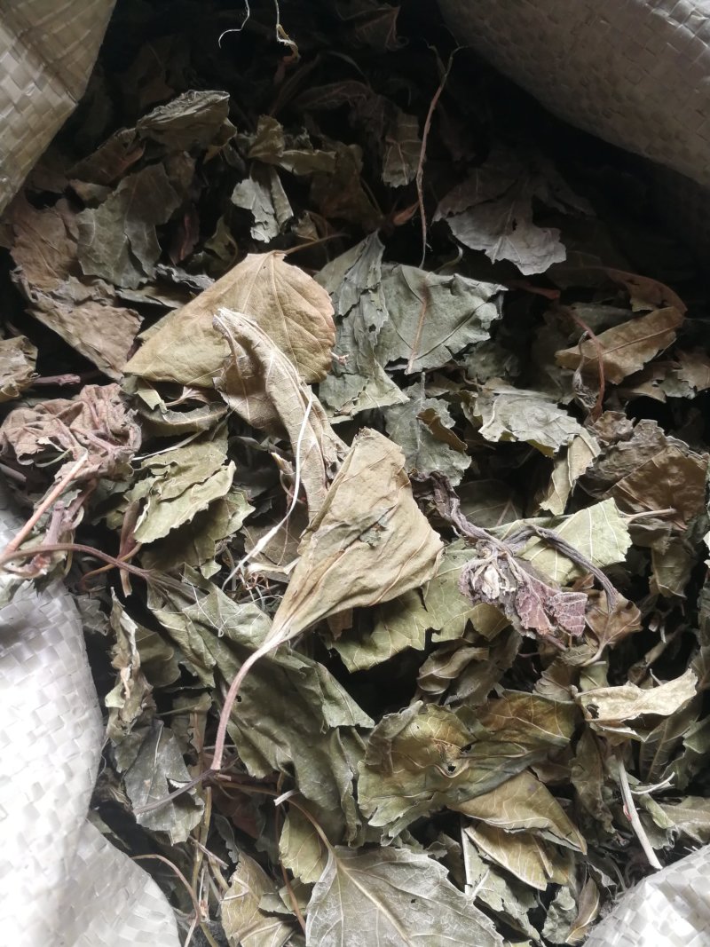 薄荷叶一斤包邮不要运费