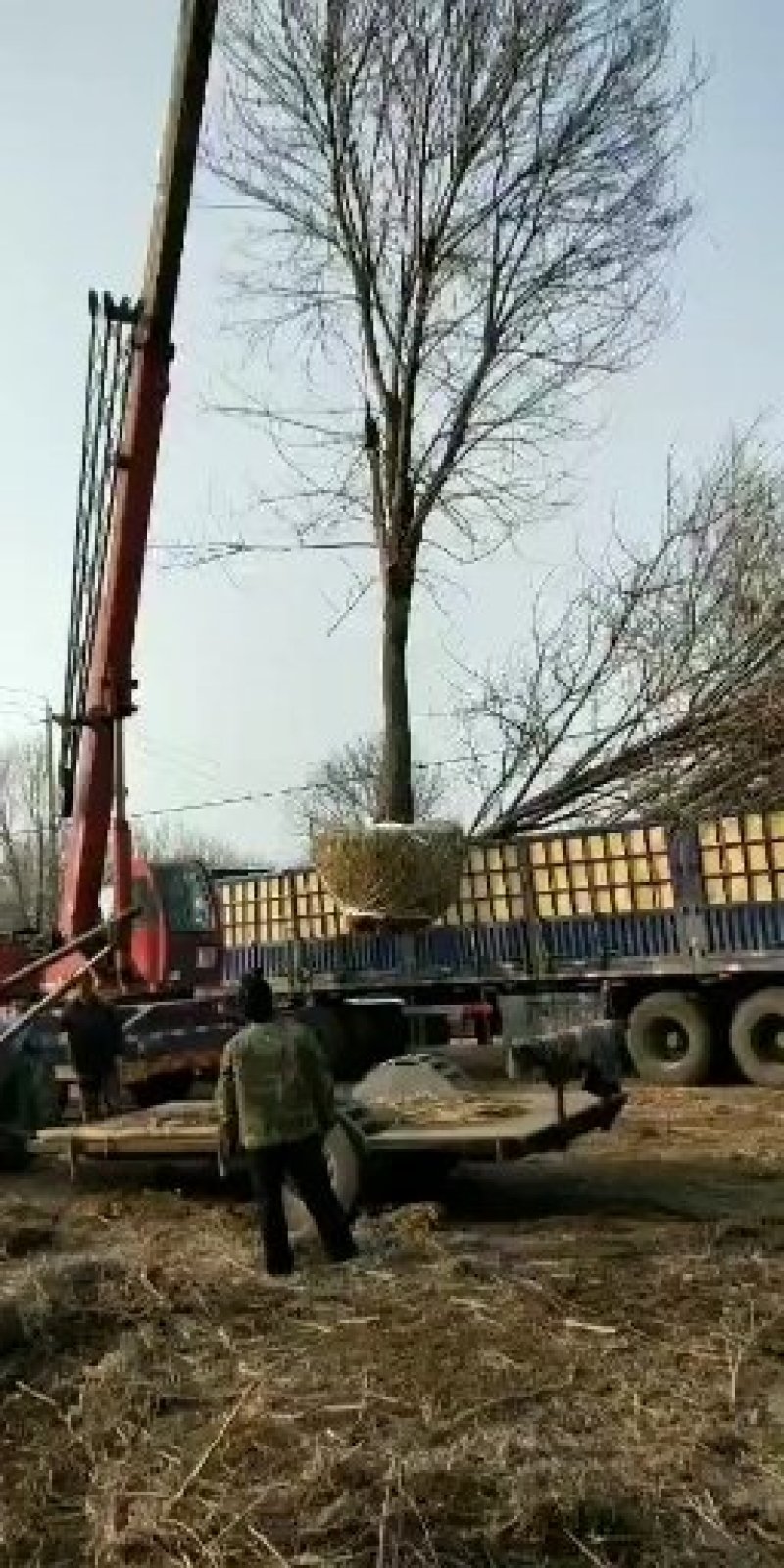 40公分国槐装车，国槐，15公分18公分20公分30公分
