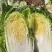 河北黄心玲珑黄白菜4/5/6斤基地直供量大从优质量