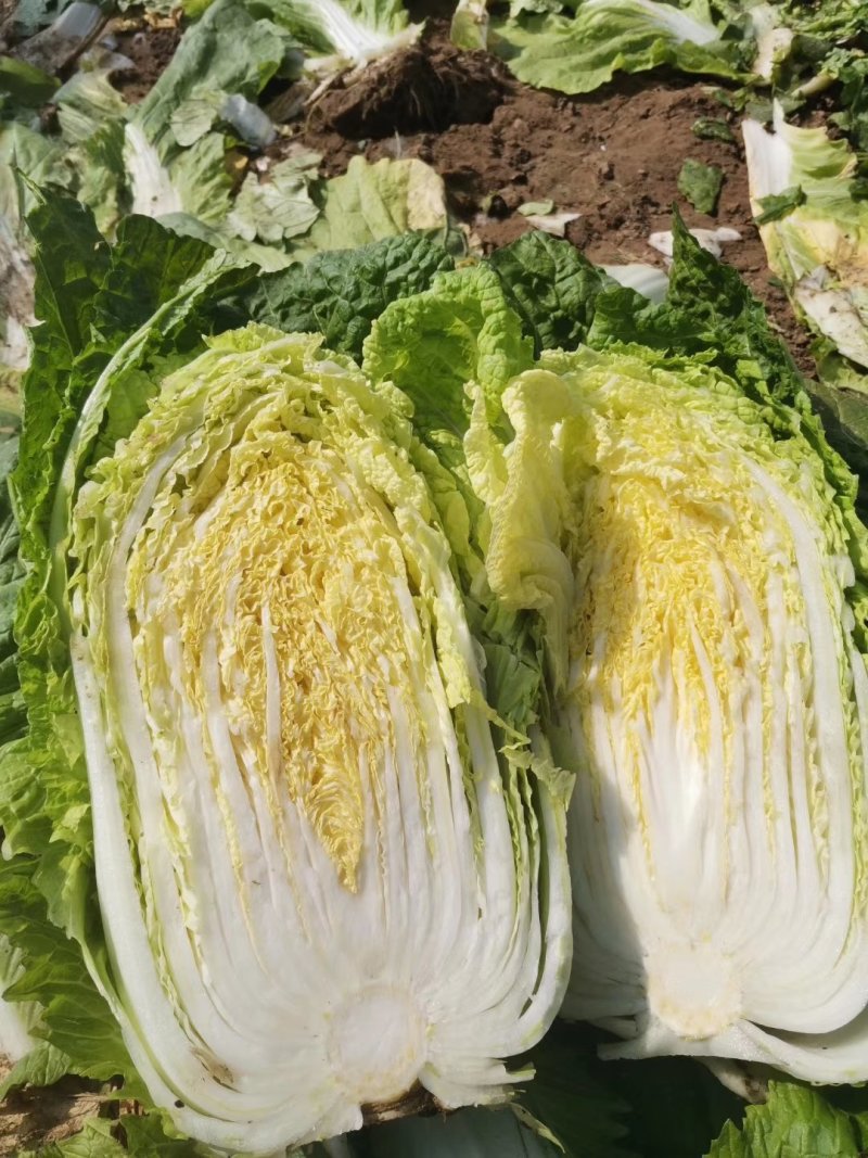 河北黄心玲珑黄白菜4/5/6斤基地直供量大从优质量