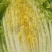 河北黄心玲珑黄白菜4/5/6斤基地直供量大从优质量
